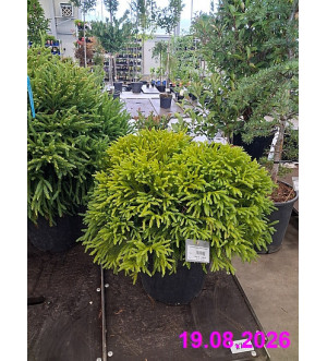 Cryptomeria jap. 'Globosa Nana' C 20 L